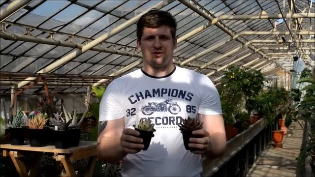 Суккуленты давайте разберемся какие они бывают смотреть онлайн