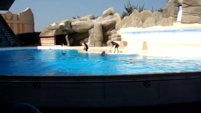 Dolphin show in Gardaland (part 4) смотреть онлайн