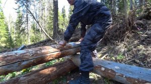 КЛАДУ ПЕРВЫЕ ВЕНЦЫ. РУБЛЮ ЗИМОВЬЁ (ИЗБУ) В РУССКУЮ ЧАШУ В ОДИНОЧКУ. ЖИЗНЬ В ТАЙГЕ. СРУБ ИЗ ВАЛЁЖНИКА