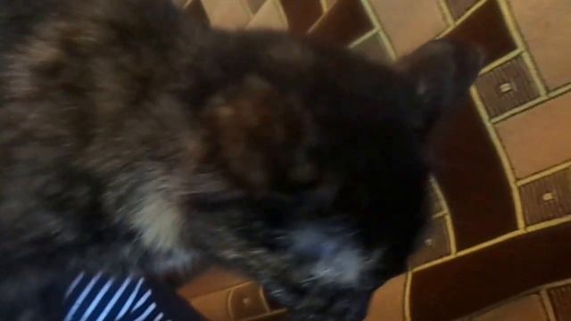 Кошка Фаина лечит всю семью. смотреть онлайн