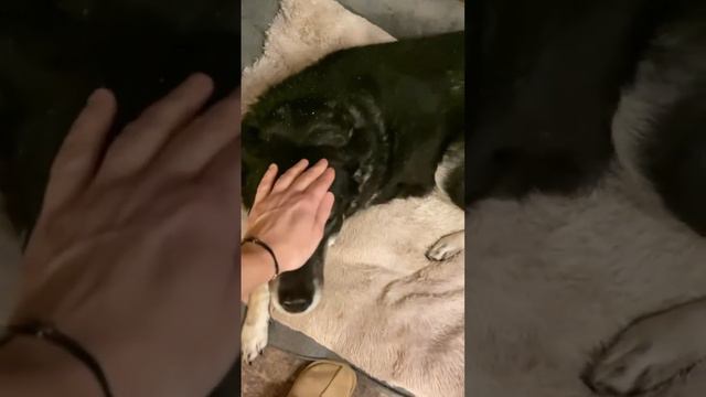 Счастья в ваши дома🙏🕊️ #собака #собаки #моясобака смотреть онлайн