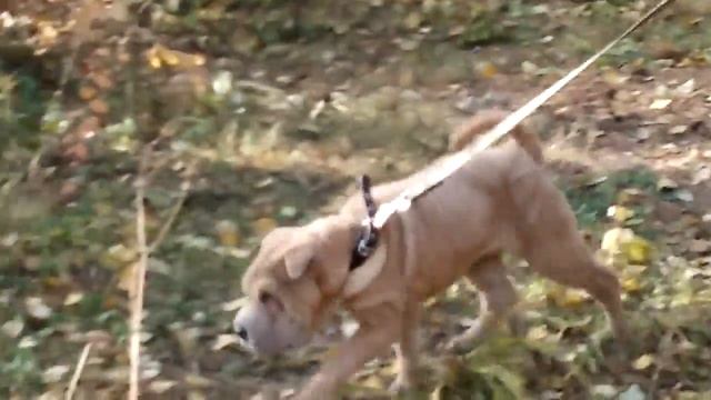 шарпей Хелавис Саккура смотреть онлайн