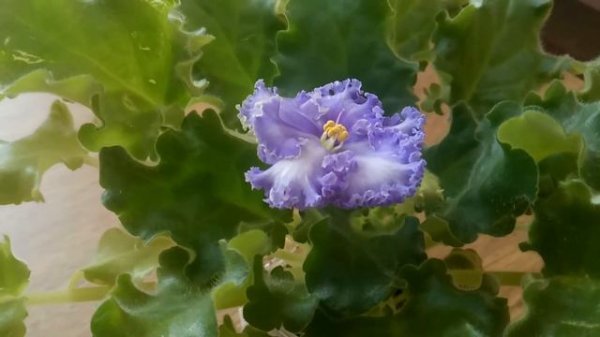 Расцвела сортовая фиалка Partly Cloudy  / The violet Partly Cloudy