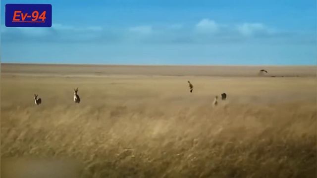 cheetah is the fastest animal, гепард самое быстрое животное смотреть онлайн