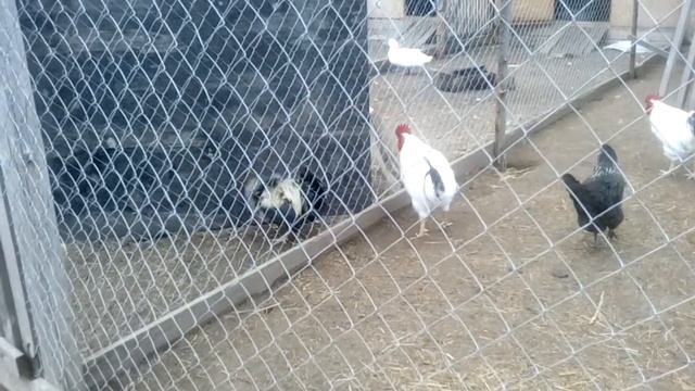 Москвич Будимир выясняет отношения с молодым петухом-доминантом смотреть онлайн