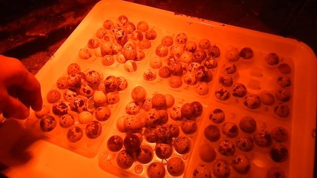 Инкубация перепелиных яиц.