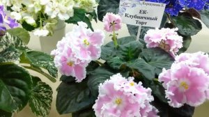 ВЫСТАВКА ФИАЛОК 07-12 августа,Самарский Дом Фиалки