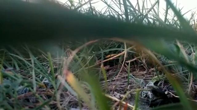 Как поет сверчок, мир насекомых смотреть онлайн