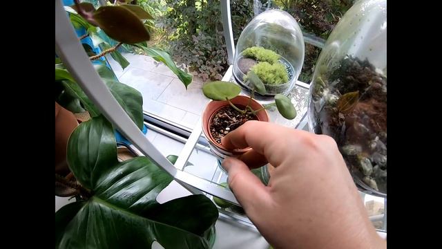 PLANT TOUR _ Partie 1🌿 MONSTERA_ PHILODENDRONS_ POTHOS....🌿 смотреть онлайн