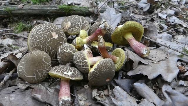 Pilze 2022 - Der große Jahresrückblick смотреть онлайн