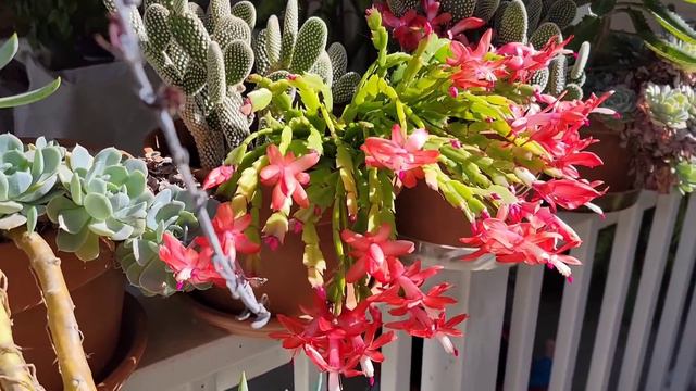 Mis cactus de navidad en floración y ¡Feliz Navidad! 🤗 смотреть онлайн