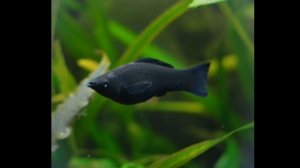 ЧЁРНАЯ МОЛЛИНЕЗИЯ. СОДЕРЖАНИЕ И РАЗВЕДЕНИЕ В АКВАРИУМЕ