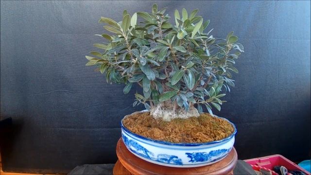 Бонсай Олива европейская Bonsai Olive European Olea europaea 2021 год осень смотреть онлайн