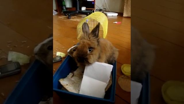 Зачем кролик грызет бумагу ?? смотреть онлайн