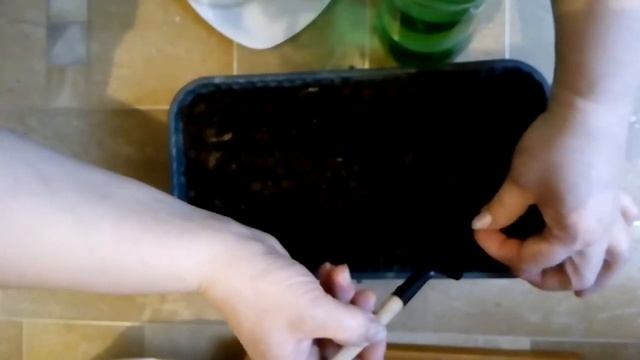 Сажаем ягоду Санберри на рассаду смотреть онлайн