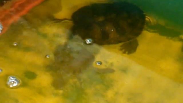 Awesome Turtle tank set up!!! Part 3 смотреть онлайн