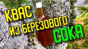 Как сделать квас из берëзового сока без сахара