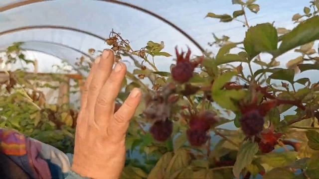 Малина Маравилла убийца всех сортов малины (тест-сравнение) смотреть онлайн