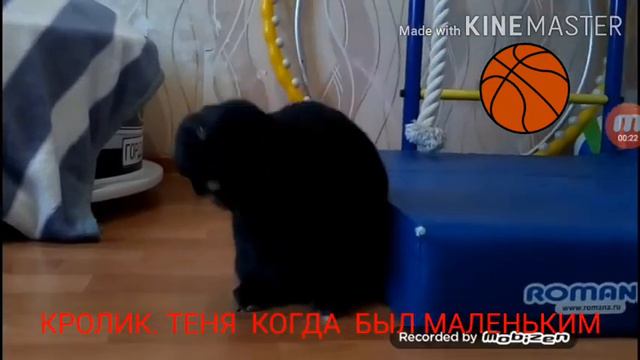 ЖИВОТНЫЕ. КРОЛИК ТЕНЯ И ПЁС ДАСТИН КАКИМИ БЫЛИ КАКИЕ СТАЛИ смотреть онлайн