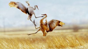 Алессандро Марчелло - Адажио