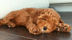 Мини Той пудель. Мы питомник!!! Продаем по всему миру. Редкий окрас мини той пуделей