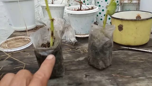 Помидоры и огурцы бонсай смотреть онлайн