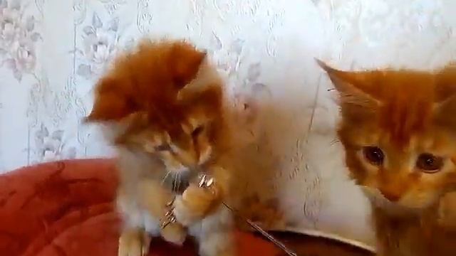 Мейкуны в продаже