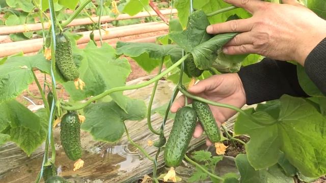 Первый сбор экспериментального гибрида №48 (07-02-2018) смотреть онлайн