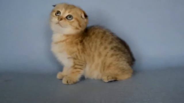 Питомник кошек НаноТигр смотреть онлайн