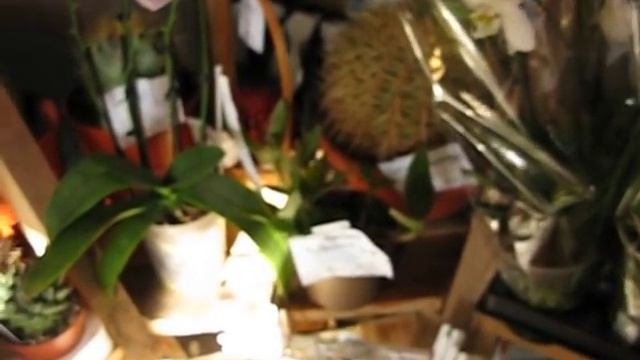 Новый завоз орхидей от 24.01.19г. смотреть онлайн