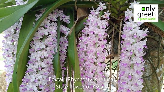 Orchid Hotspots in India | Dr. Jis Sebastian | Only Green смотреть онлайн