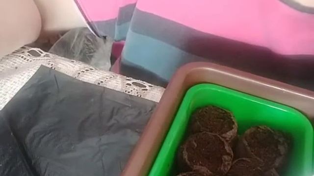 02.04.21. Капуста всех сортов. Ещё цветов... смотреть онлайн