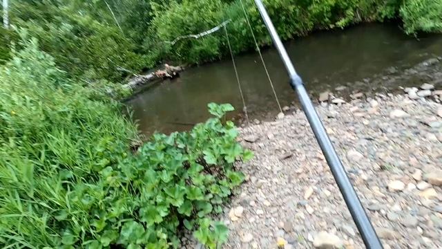 Ловля Хариуса в МУТЬ./Кабанчики нас ждали по другим КООРДИНАТАМ!/Ловим! смотреть онлайн