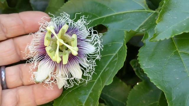 Наша маракуйя Фредерик Our passiflora edulis Frederick смотреть онлайн