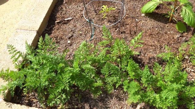 Growing Carrots : Best Carrot Variety You MUST Grow in your garden! смотреть онлайн