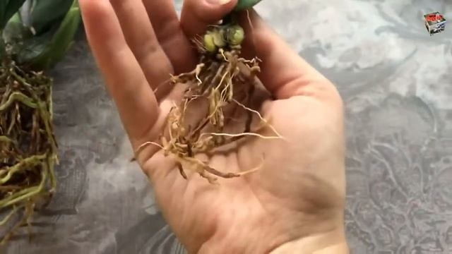 Психопсис Mariposa 'Special" пересадка и замена субстрата со мха на кору смотреть онлайн