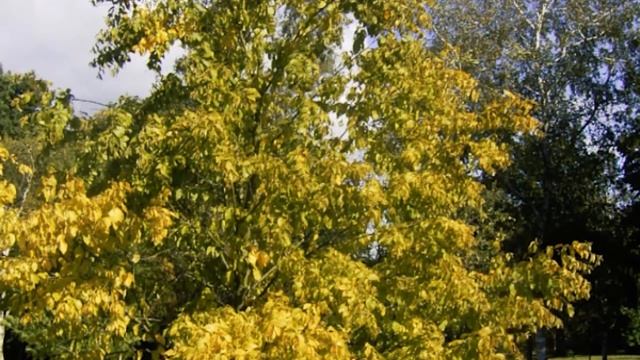 Сколько на свете видов берез. Виды берез. СДК с. Отрадное. ЭКОэстафета «Растем вместе». смотреть онлайн