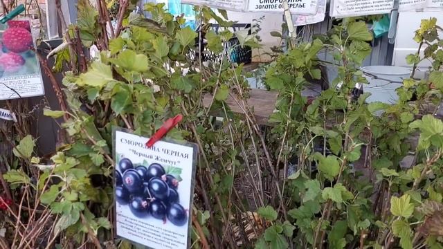 Станица Старощербиновская. Ярмарка выходного дня. Цены, покупки. смотреть онлайн