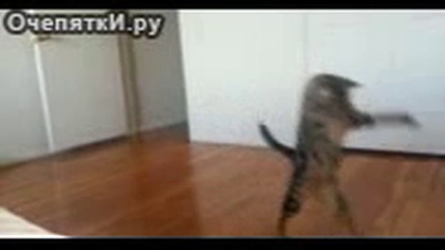 Кот ходит как человек смотреть онлайн