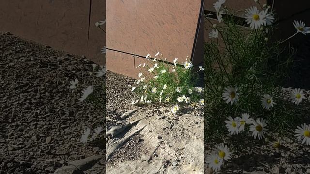 Весёлый стих