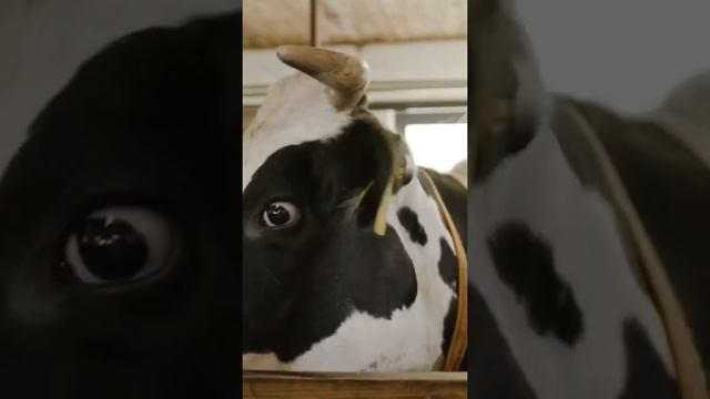Производство комбикорма это выгодно! Мы научим как производить комбикорм! смотреть онлайн