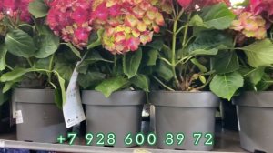 ФЛОРИССИМА УДИВЛЯЕТ АССОРТИМЕНТОМ | Новая поставка комнатных растений!