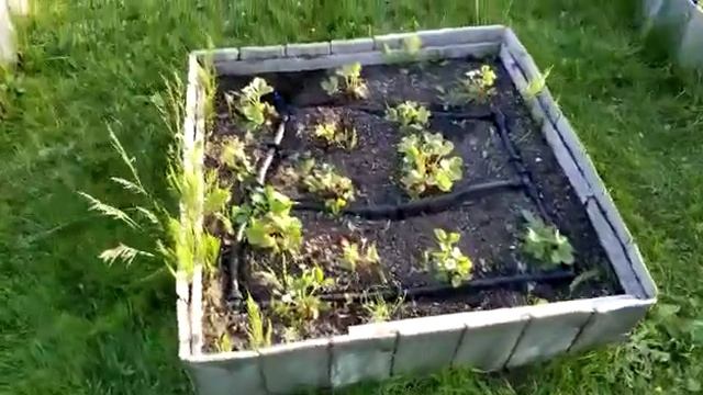 капельный полив в клубах смотреть онлайн