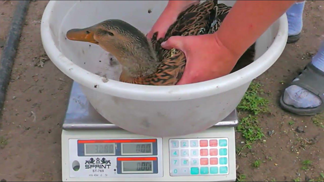 КАК ОТЛИЧИТЬ ЛАВАНДУ ОТ СЕРЕБРА. Взвешивание гусят, руанских и мускусных уток, смотреть онлайн