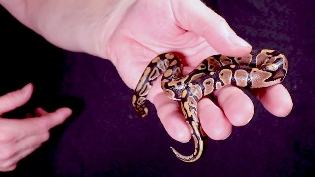 Normal Ball Pythons are Awesome Too! смотреть онлайн