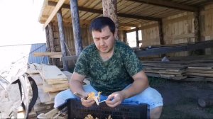 Как правильно собирать и сушить лисичку