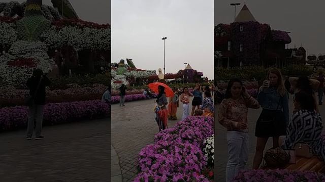 Dubai/Mirakle Garden. Сад чудес, сад цветов незабываемое путешествие !!! смотреть онлайн