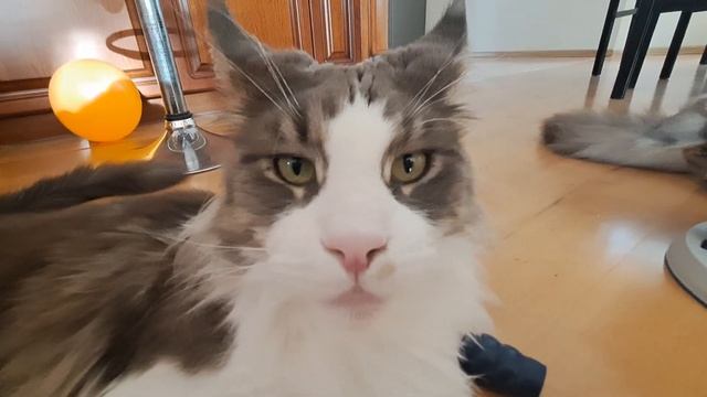 Cats solving food puzzle ? смотреть онлайн