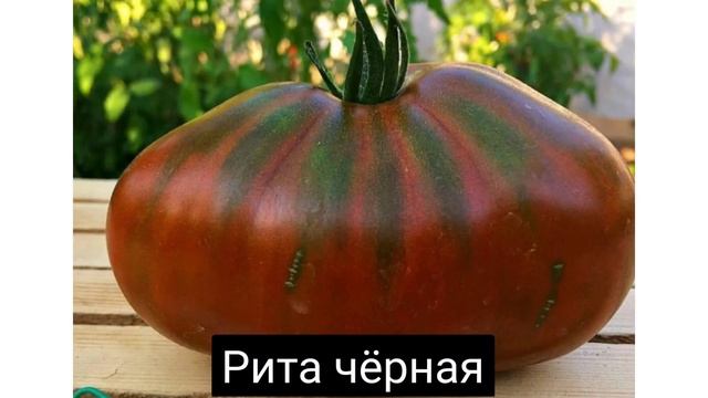 Коллекционные сорта томатов для посевного сезона 2021г часть-1 смотреть онлайн