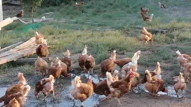 СПАСАЮ КУР ОТ ЛЕТНЕЙ ЖАРЫ +38 смотреть онлайн